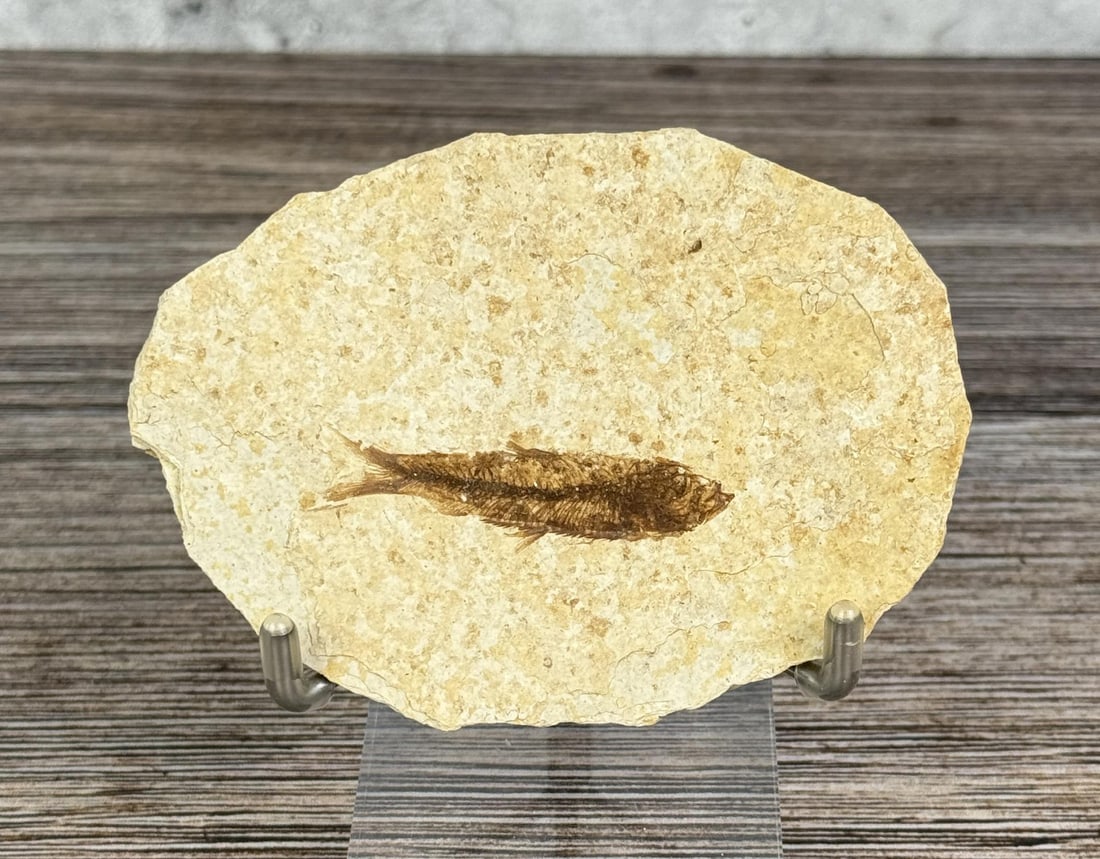 Knightia eocaena Green River Formation Fish Fossil: 3 3/4" by 2 3/4"