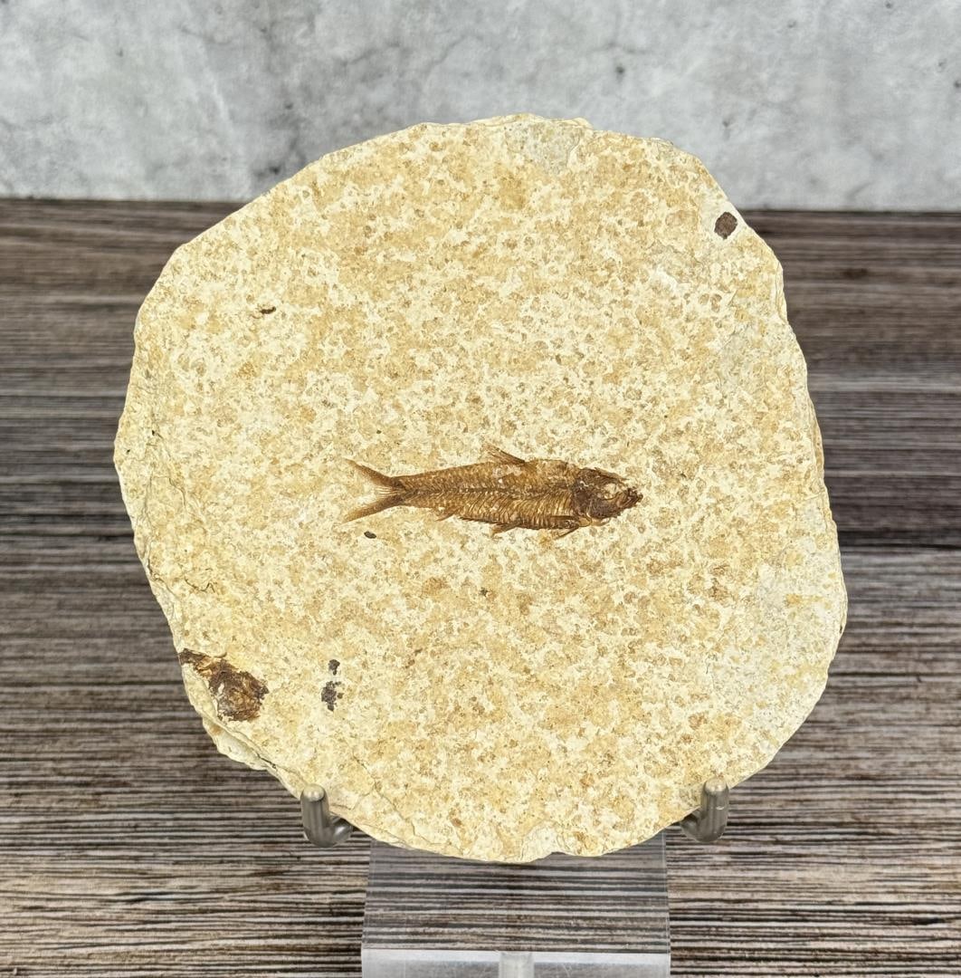 Knightia eocaena Green River Formation Fish Fossil: 4 1/4" by 4 5/8"