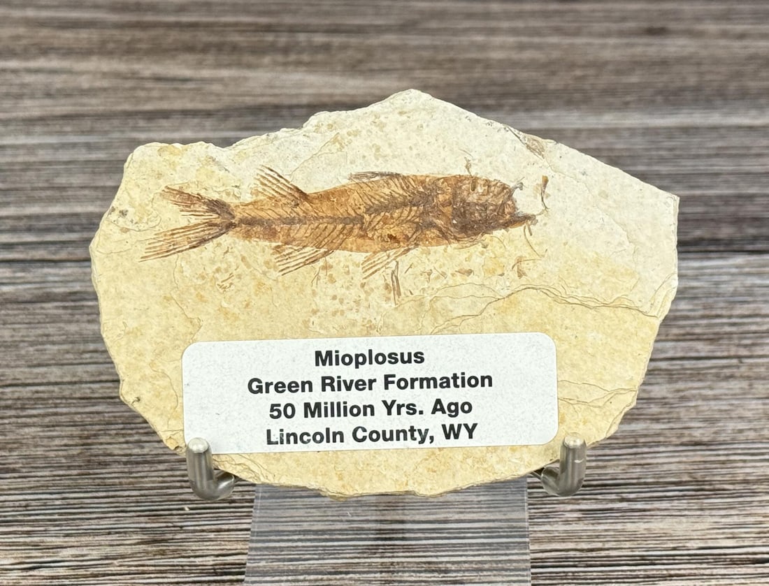 Mioplosus Green River Formation Fish Fossil: 4" by 2 3/4"