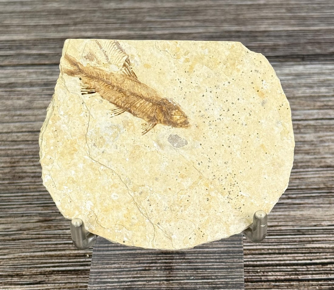Mioplosus Green River Formation Fish Fossil: 3 1/8" by 2 1/2"