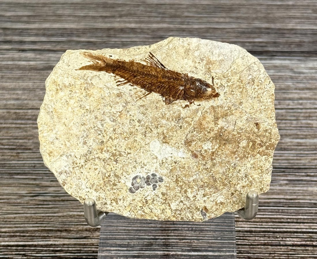 Mioplosus Green River Formation Fish Fossil (1 of 3)