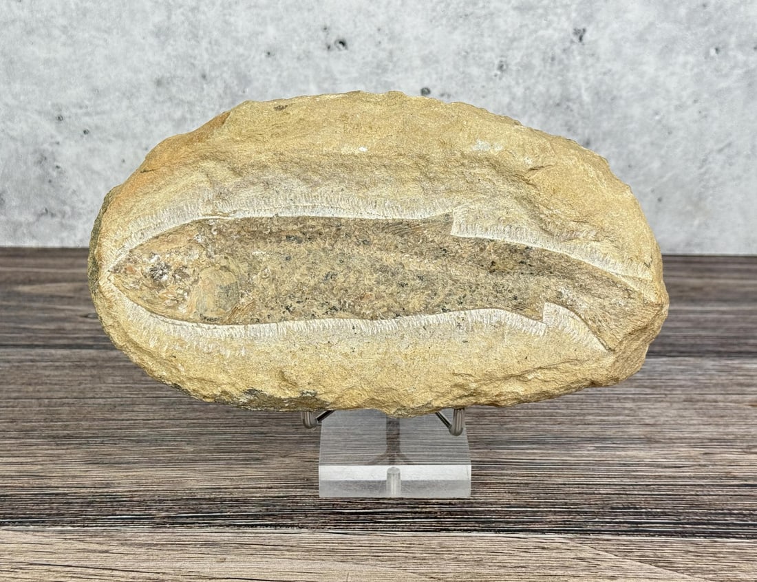 Tharrias araripis Santana Brazil Fossil Fish: 8 5/8" by 4 3/4"