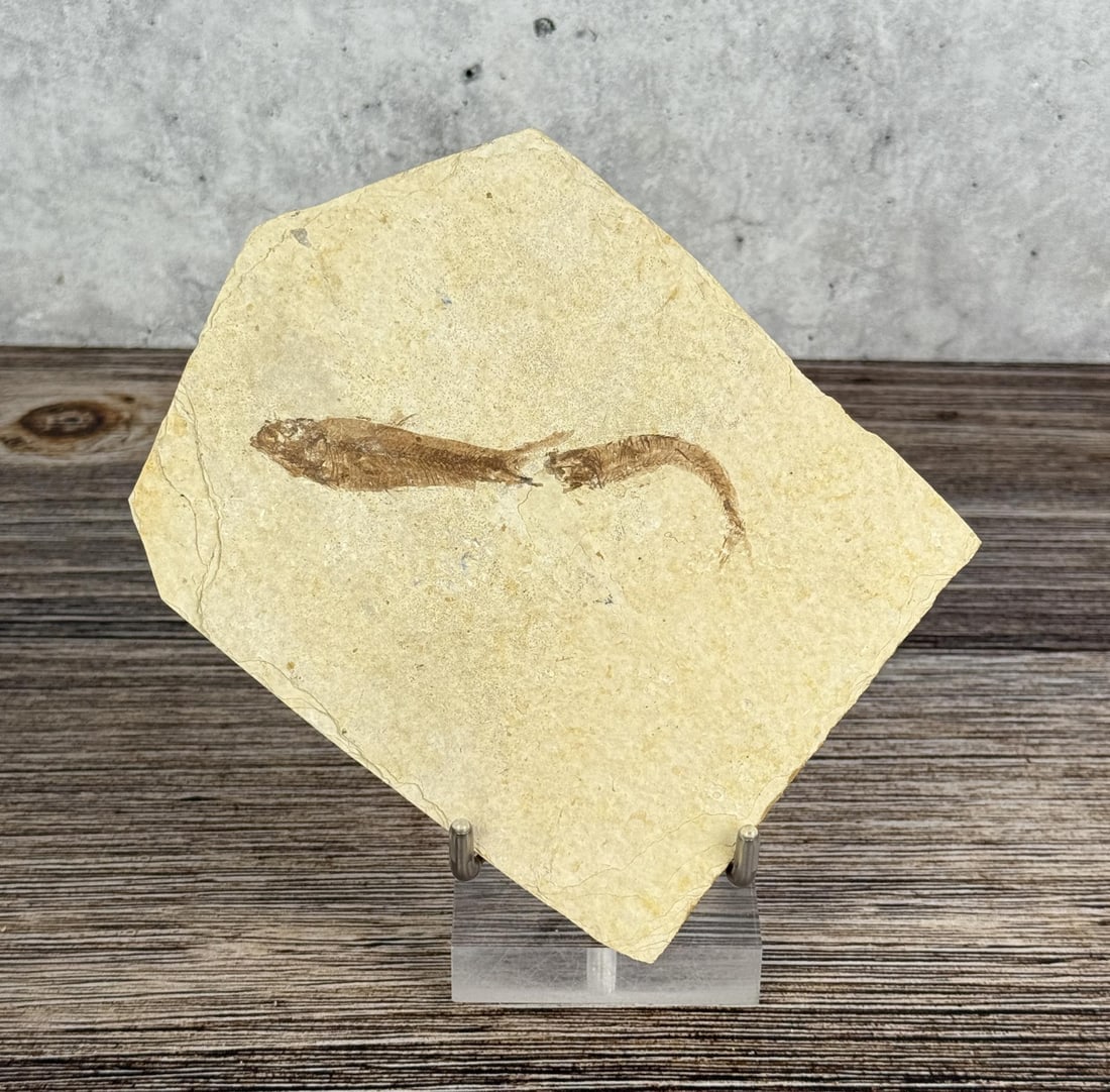 Knightia eocaena Green River Formation Fish Fossil (1 of 3)