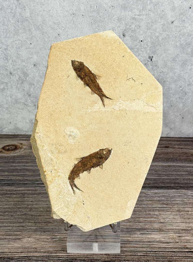 Knightia eocaena Green River Formation Fish Fossil (1 of 3)