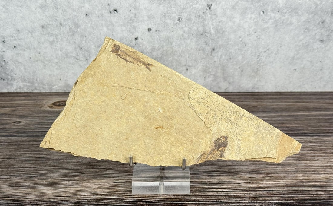 Knightia eocaena Green River Formation Fish Fossil: 9 1/8" by 5 1/4"