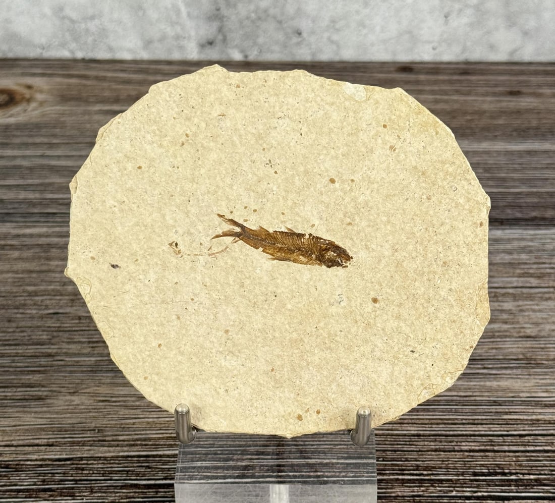 Knightia eocaena Green River Formation Fish Fossil: 4 3/4" by 4 1/8"