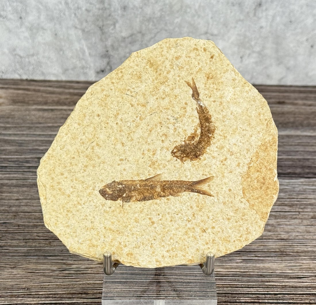 Knightia eocaena Green River Formation Fish Fossil: 4 3/4" by 4 1/2"