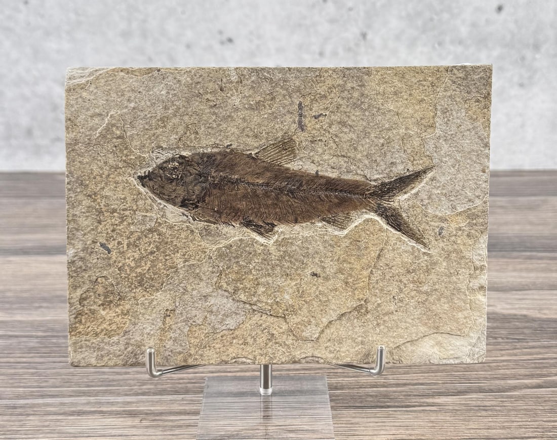 Diplomystus dentatus Green River Fish Fossil: 7 1/2" by 5 3/8"
