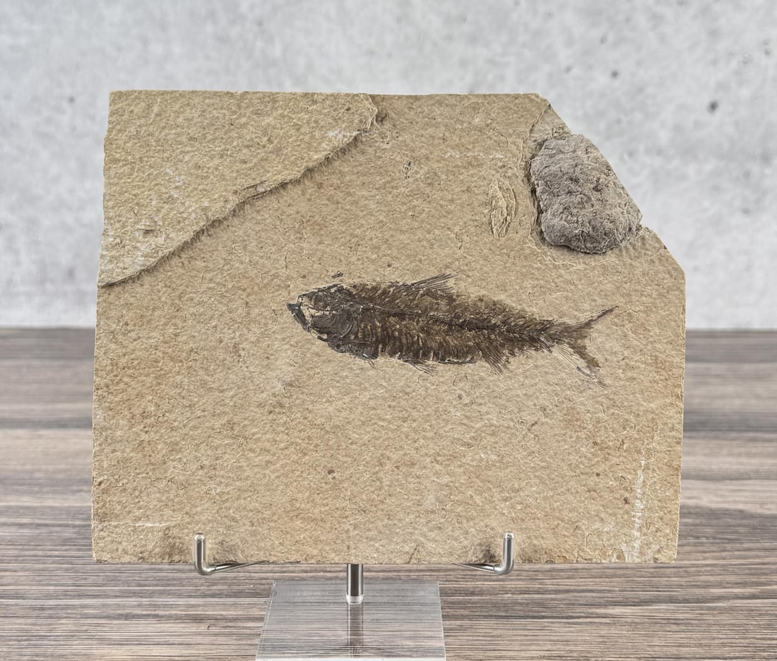 Knightia Alta Green River Formation Fish Fossil (1 of 3)