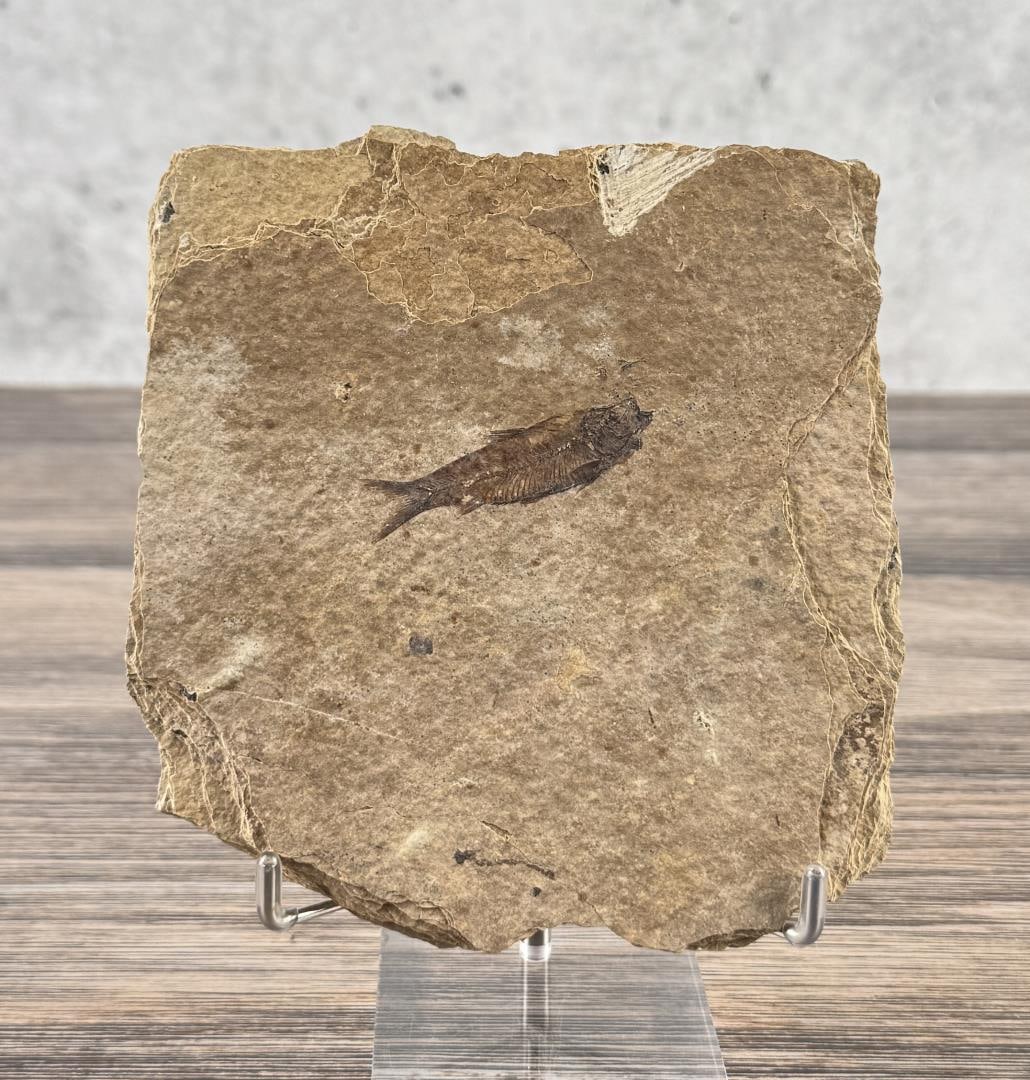 Knightia eocaena Green River Formation Fish Fossil: 5 5/8" by 5 1/4"