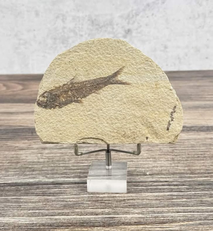 Mioplosus Green River Formation Fish Fossil: 6" by 4 3/8"