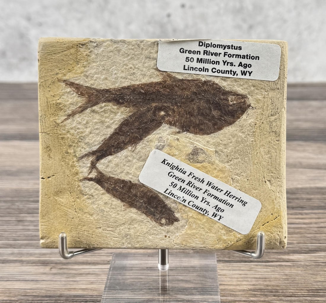 Diplomystus dentatus Green River Fish Fossil: Also includes Knightia. 5" by 4 1/4"