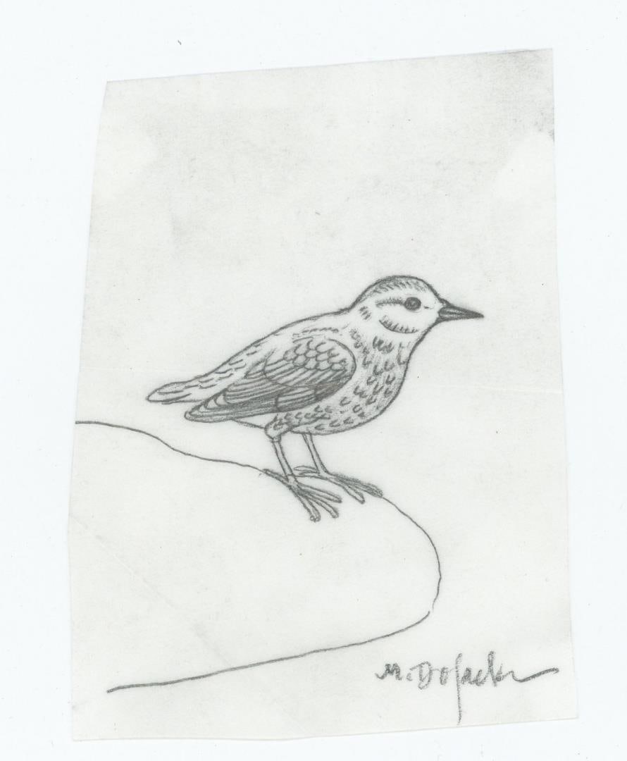 Monte Dolack Montana Bird Study Drawing: This study is of a background detail from the popular Watershed Preservation poster. 3 3/4" by 2 3/4 Monte Dolack (Born 1950) is active/lives in Montana. Monte Dolack is known for Poster