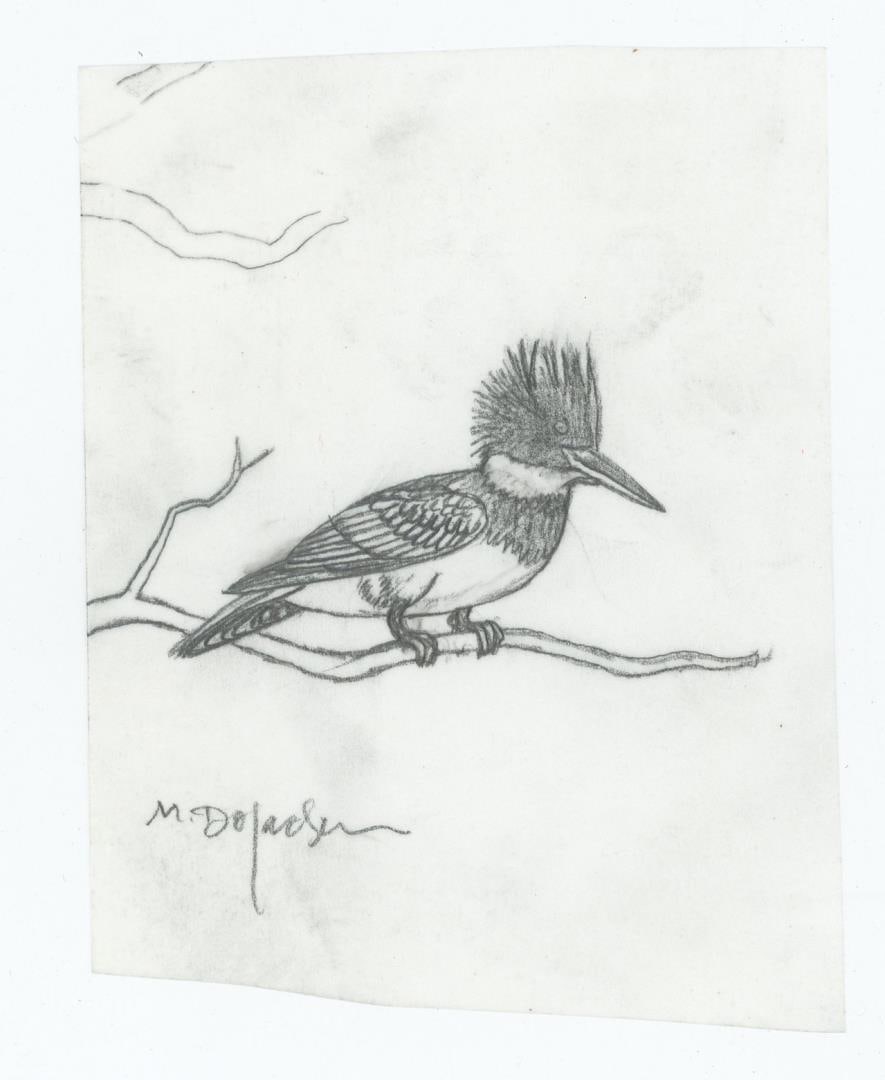 Monte Dolack Montana Kingfisher Study Drawing: This study is of a background detail from the popular Watershed Preservation poster. 4 3/4" by 3 5/8". Monte Dolack (Born 1950) is active/lives in Montana. Monte Dolack is known for Poster