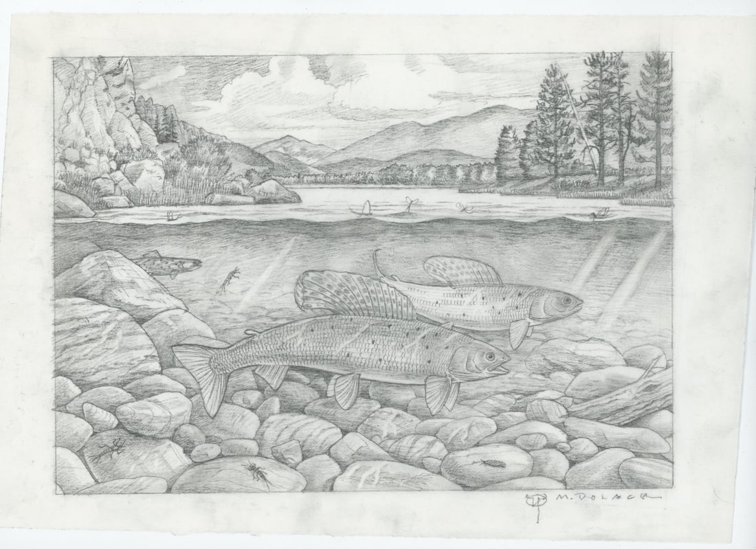 Monte Dolack Montana Grayling Study: A very detailed study for the poster created for the Arctic Grayling Recovery Program. 11 3/4" by 8" Monte Dolack (Born 1950) is active/lives in Montana. Monte Dolack is known for Poster illustration,
