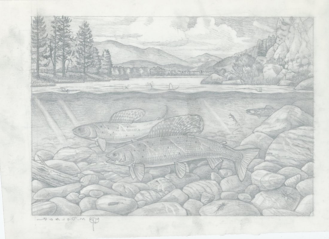 Monte Dolack Montana Grayling Study - 2