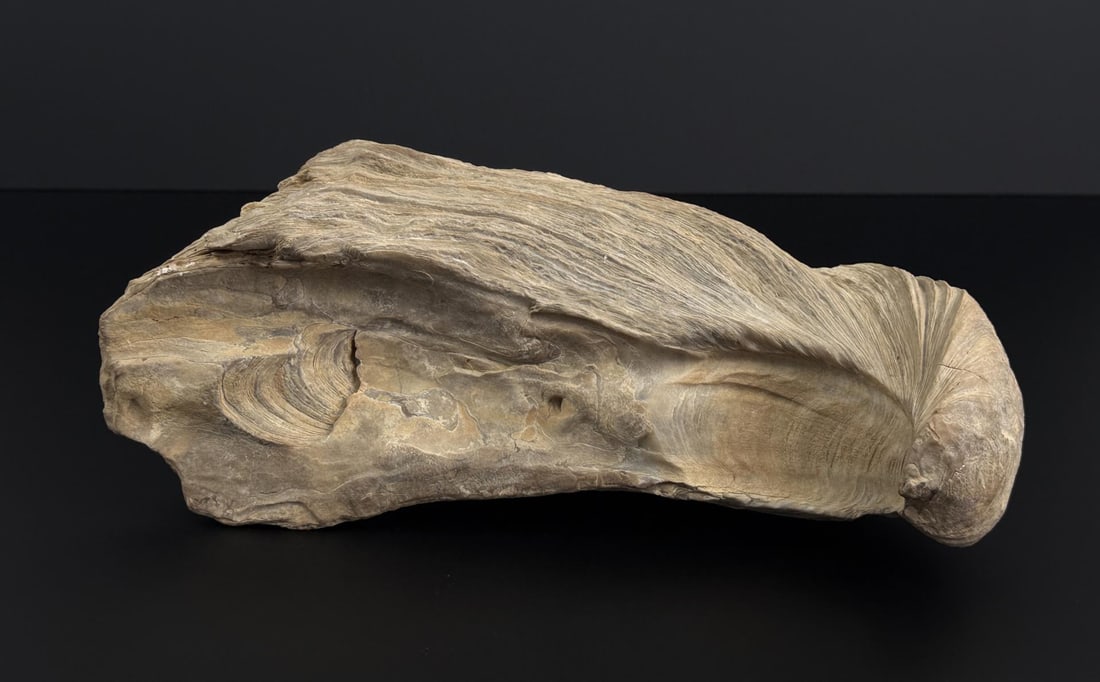 Gryphaea Devils Toenail Fossil Oyster: 12 7/8" by 5 1/2" by 4 1/4". 10 lbs. From the Cretaceaous period.