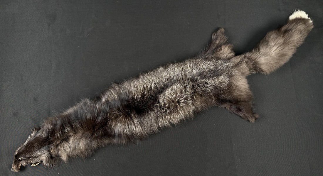 Ranch Silver Fox Fur Pelt Taxidermy: 57" long.