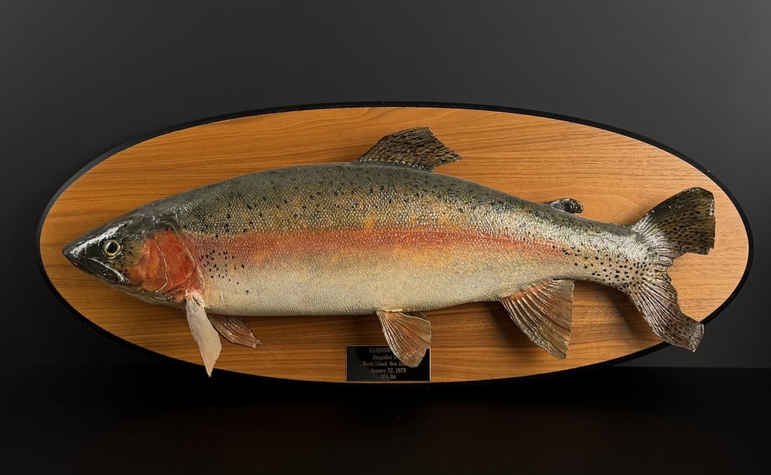 Rangitikei River Rainbow Trout Taxidermy Fish: Caught in New Zealand in 1979. Whole plaque is 29 3/4" by 12"