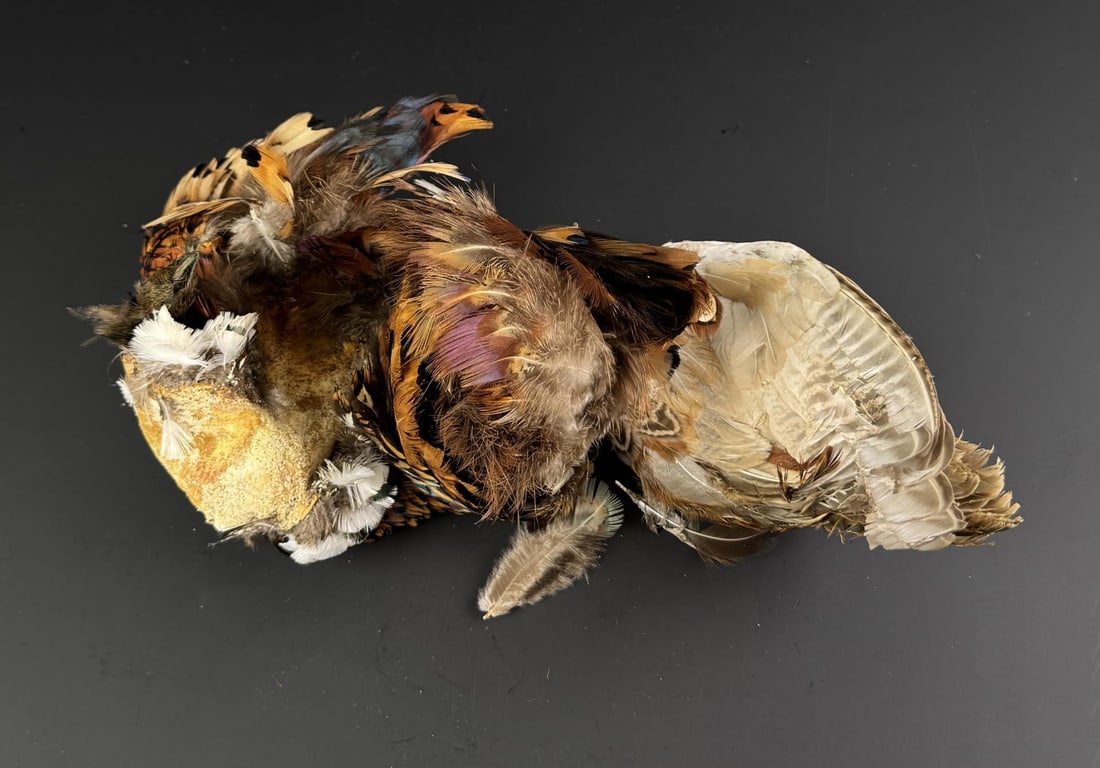 Pheasant Wings Fly Tying Material Hackle: Nice grouping.