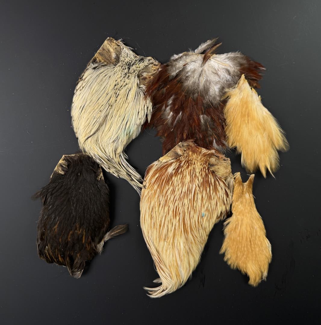 Group of Fly Tying Materials Bird Wings: Nice grouping. Assorted Rooster and Hen.