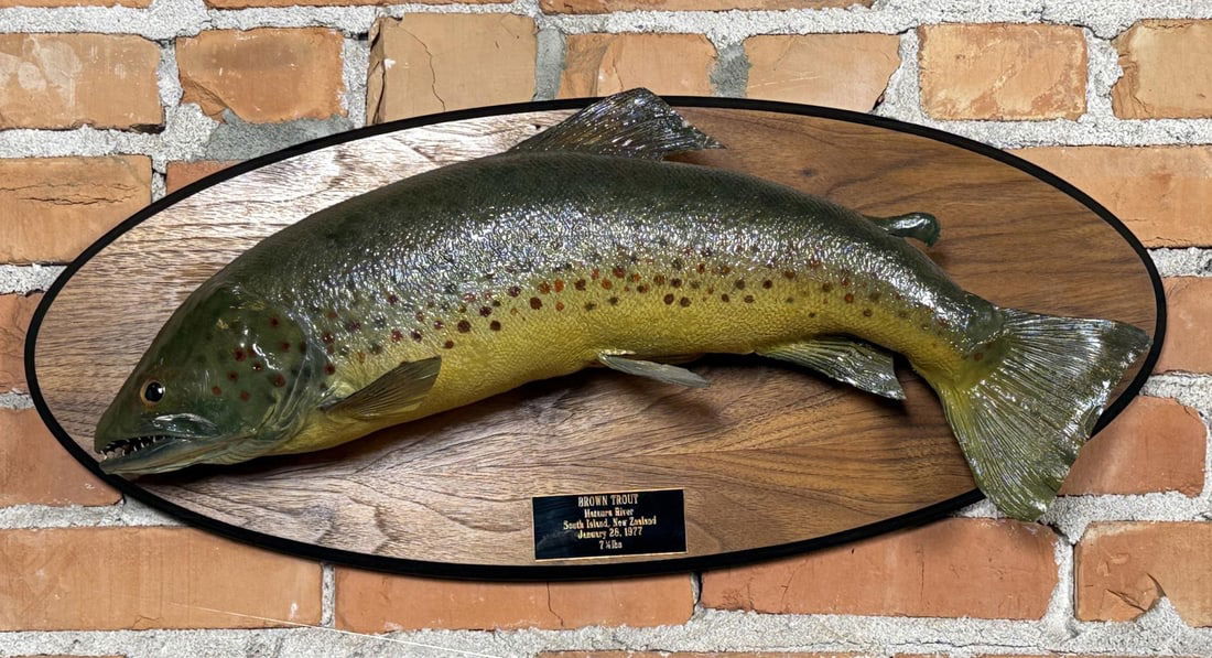 New Zealand Matura Brown Trout Taxidermy Fish: 25 7/8" by 11" by 5 5/8"