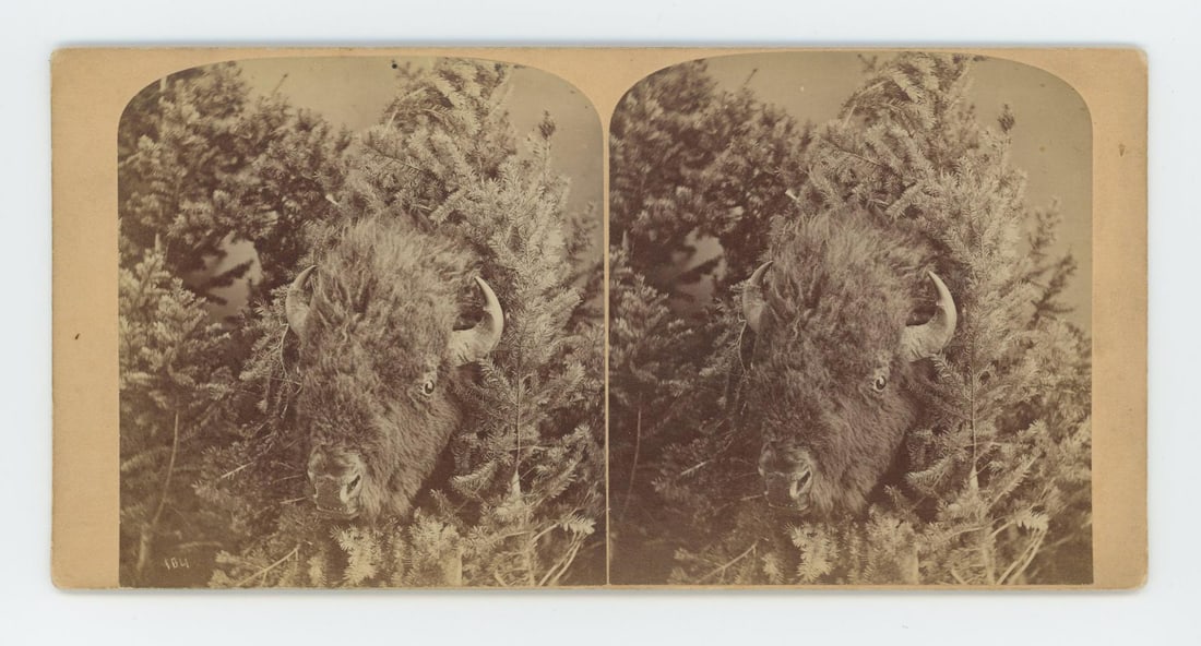 Mrs Maxwell Rocky Mountain Museum Stereoview (1 of 3)