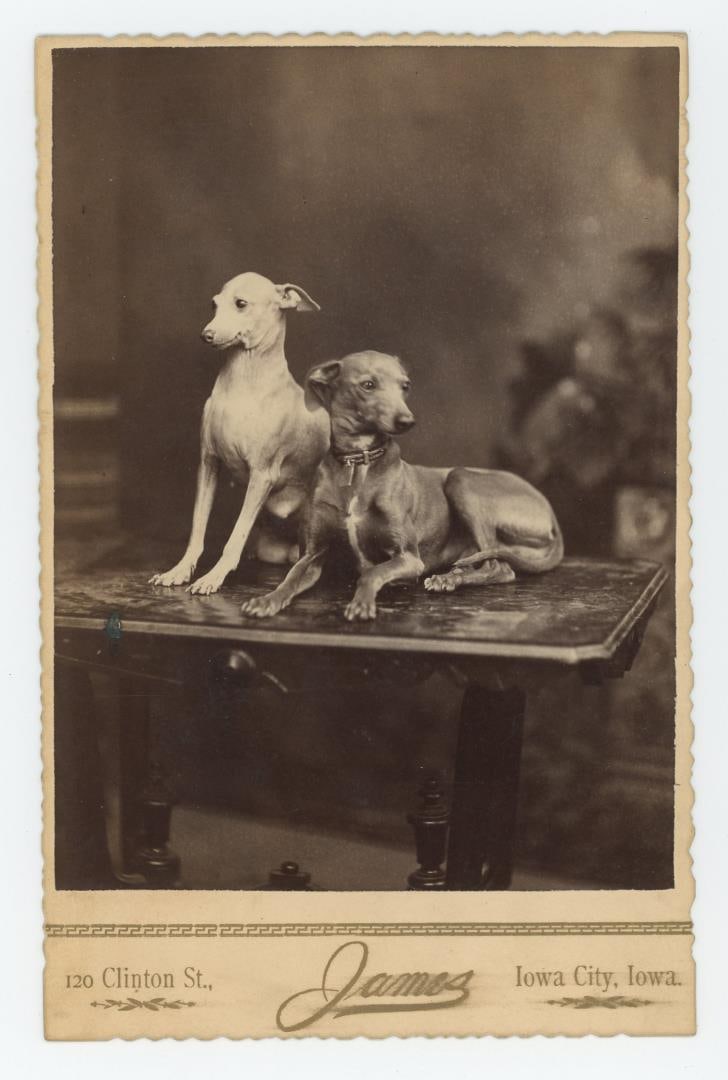 Whippets Racing Dog Cabinet Photo (1 of 3)