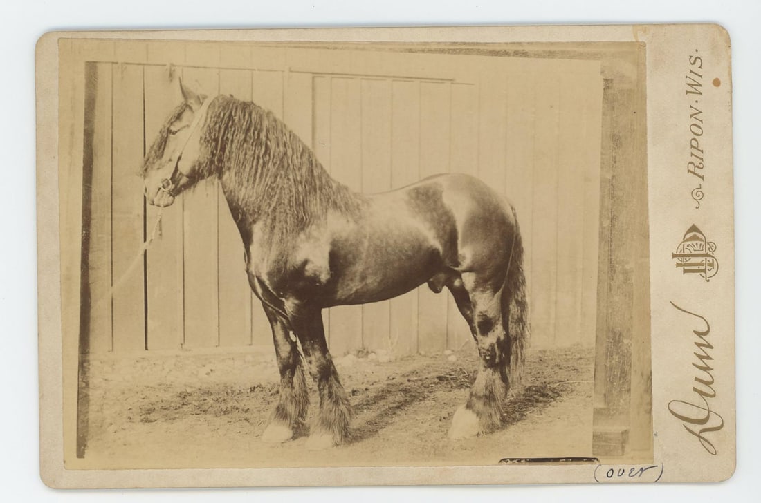 Pride of Mull Clydesdale Stallion Cabinet Photo: Dunn Photographer, Ripon Wisconsin.