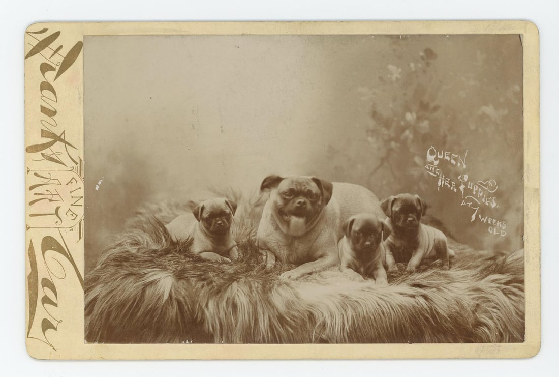 Queen the Pug and Her Puppies Cabinet Photo (1 of 3)