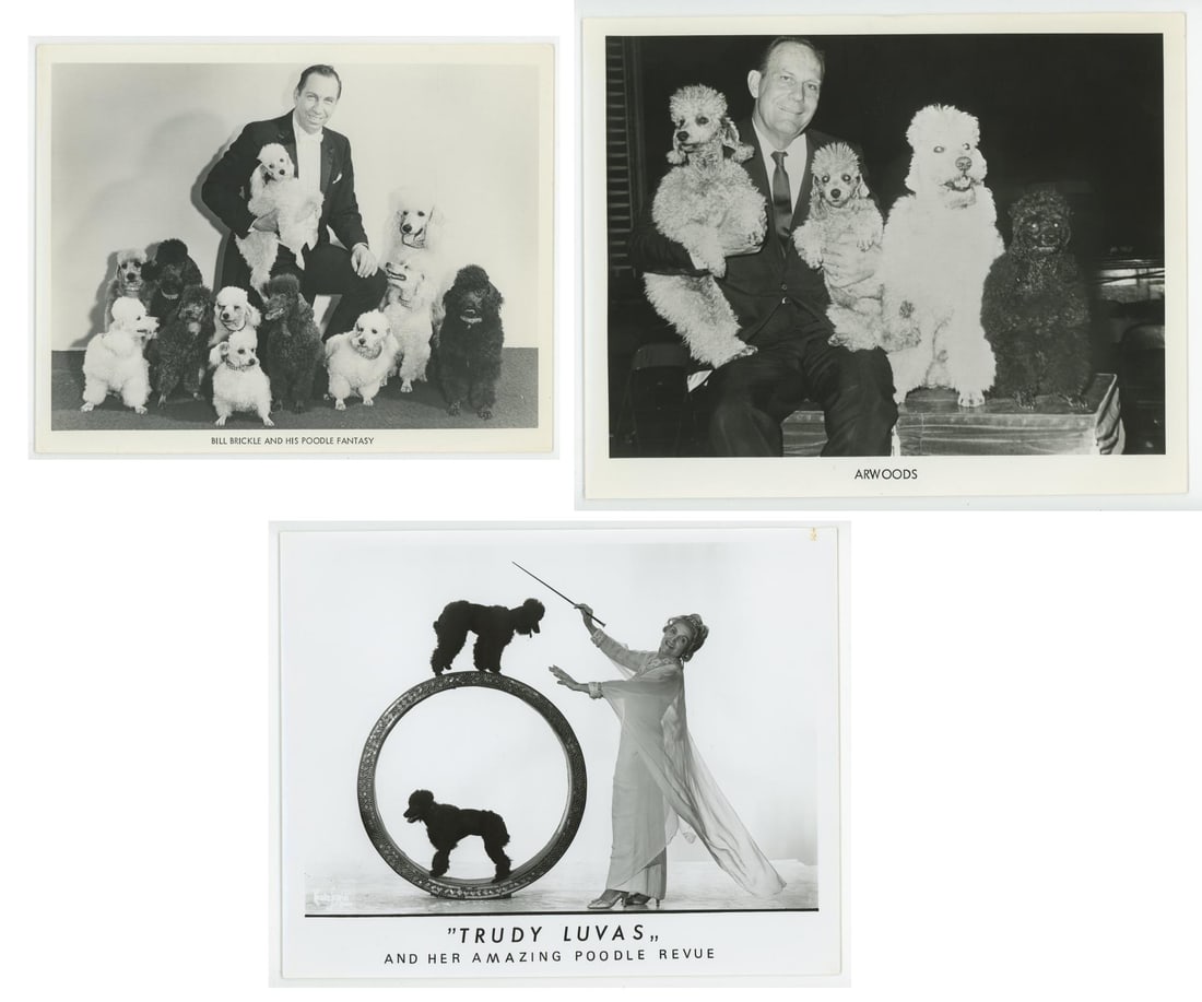 Poodle Performance Performer Photos (1 of 8)