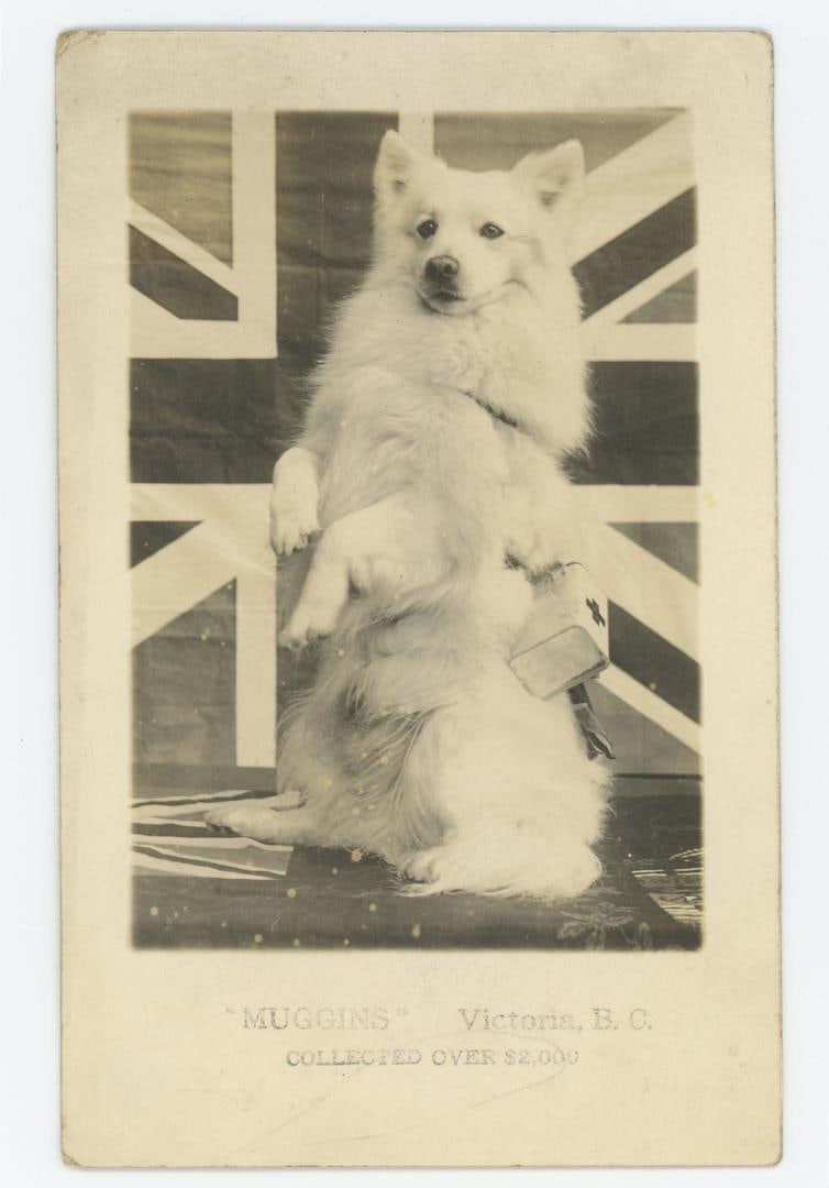 Muggins Red Cross Fundraising Dog RPPC Postcard: Muggins was a white German Spitz who famously collected money for the Red Cross by wandering downtown with donation boxes strapped to his back. He became a beloved island icon, raising over $2,000 for