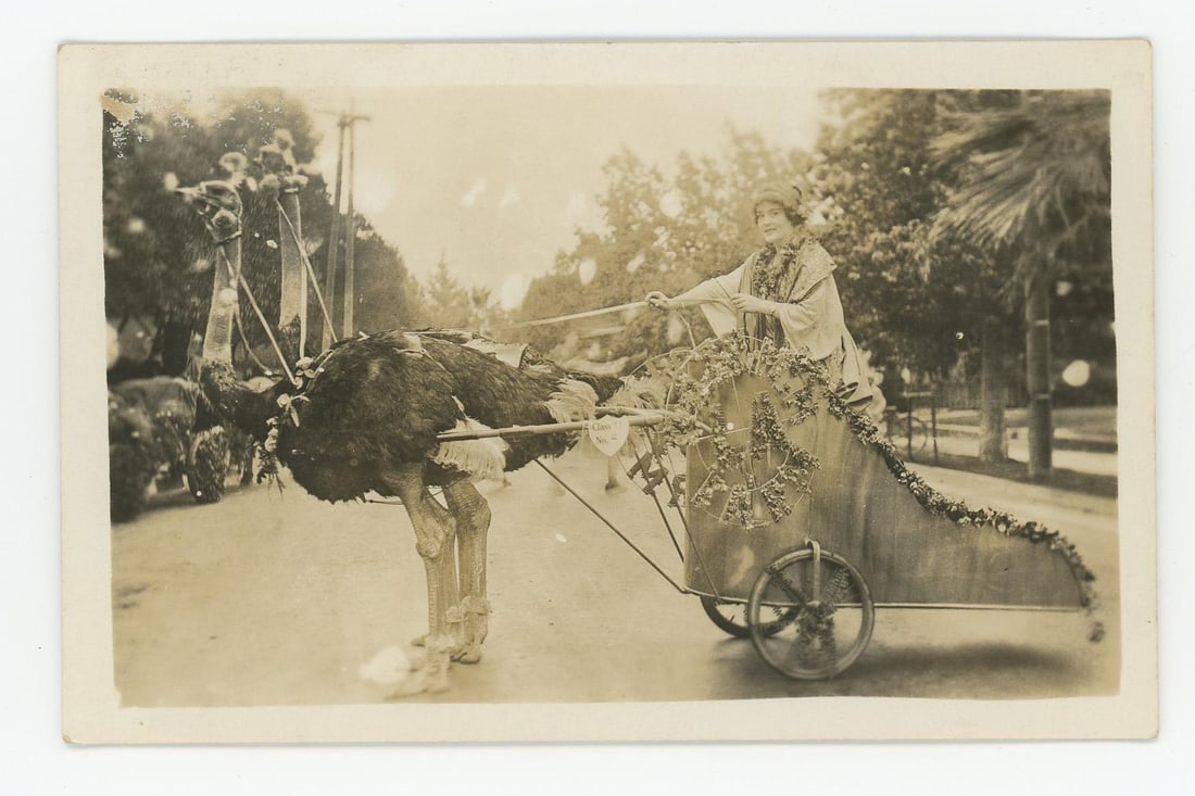 Pasadena California Ostrich Ranch RPPC Postcard (1 of 3)