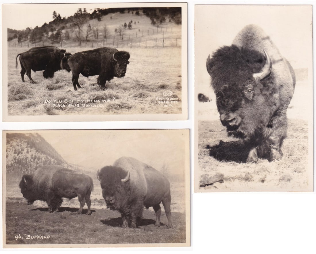Black Hills Buffalo RPPC Postcards (1 of 6)