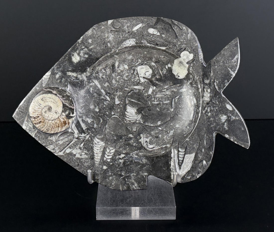 Moroccan Fossil Ammonite Orthoceras Plate (1 of 5)