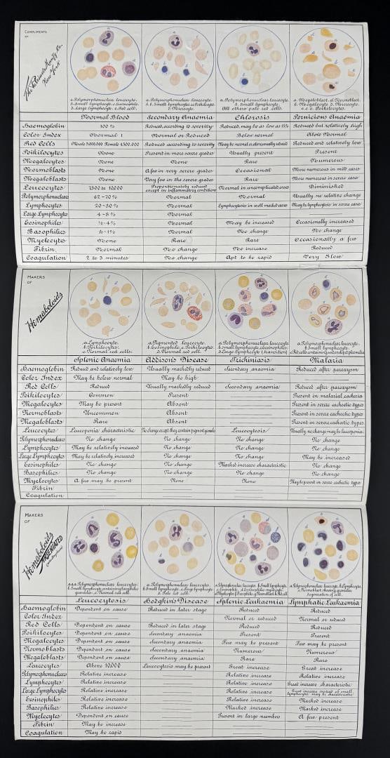 Palisade Hemaboloids Arseniated Blood Chart: 10" by 20 3/4"