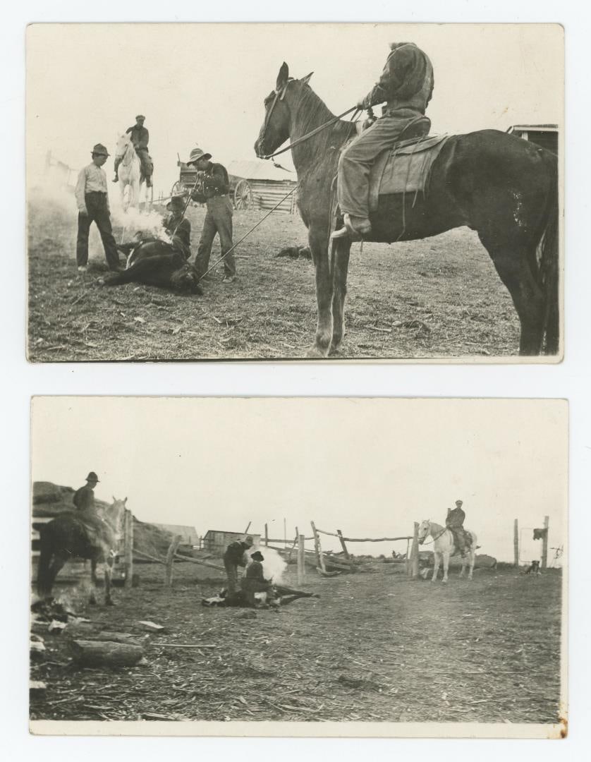 Montana Cattle Branding RPPC Postcards: Nice grouping.