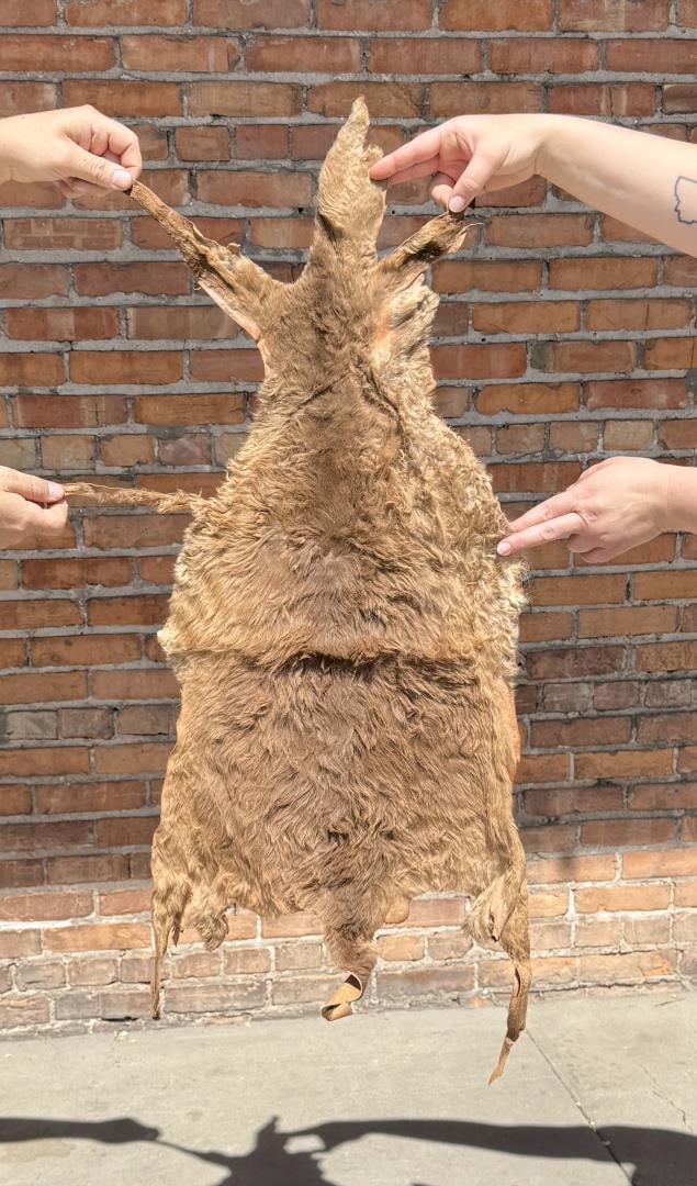 Tanned Taxidermy Australian Wallaby Hide: 26" by 38"