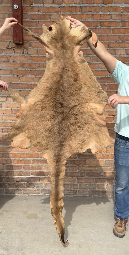 Tanned Taxidermy Australian Kangaroo Hide: 33" by 77"