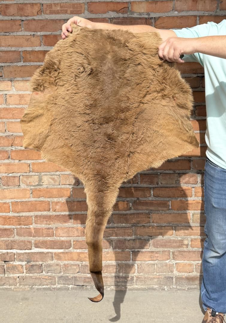 Tanned Taxidermy Australian Kangaroo Hide: 28" by 44"