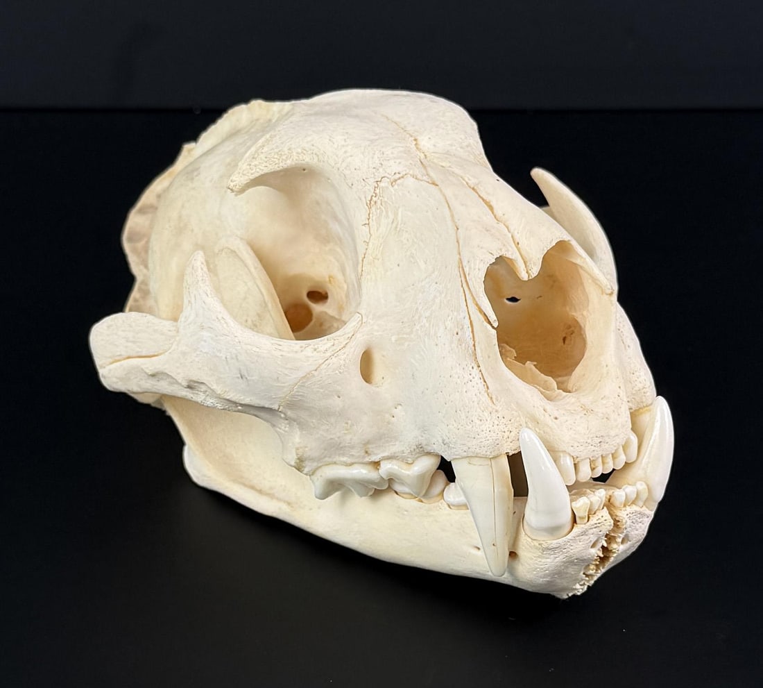 Taxidermy Montana Mountain Lion Skull: 7 3/8" by 5 1/2" by 3 3/4". Only for sale where legal. No International Sales. Know your own laws. No sales to Alabama, California, Georgia, Kentucky, Massachusetts, Oklahoma, Oregon, Virginia, Washin