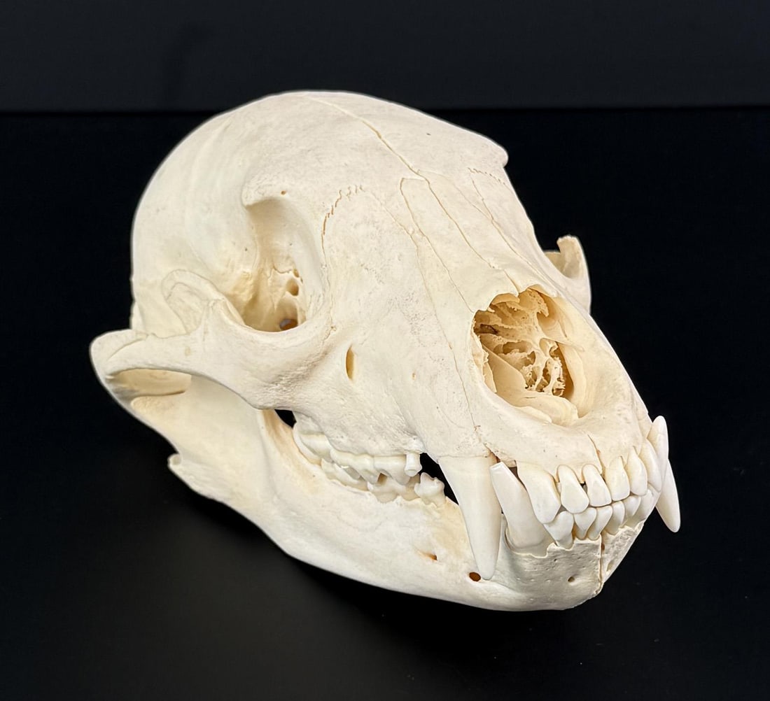 Taxidermy Montana Black Bear Skull (1 of 11)