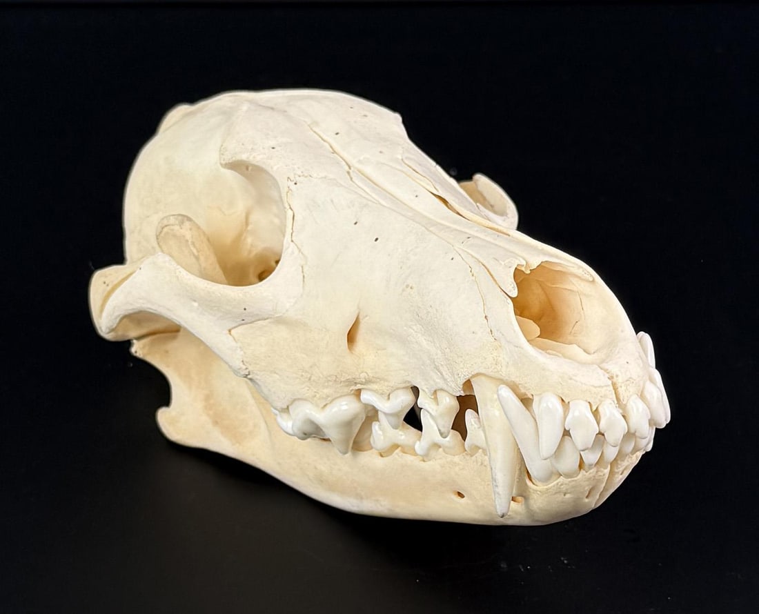 Taxidermy Wolf Skull (1 of 10)