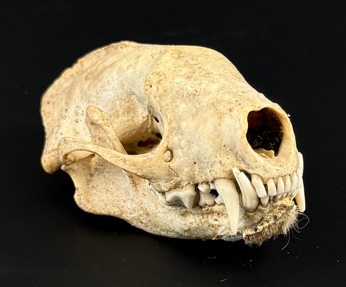 Montana Taxidermy Mink Skull (1 of 9)
