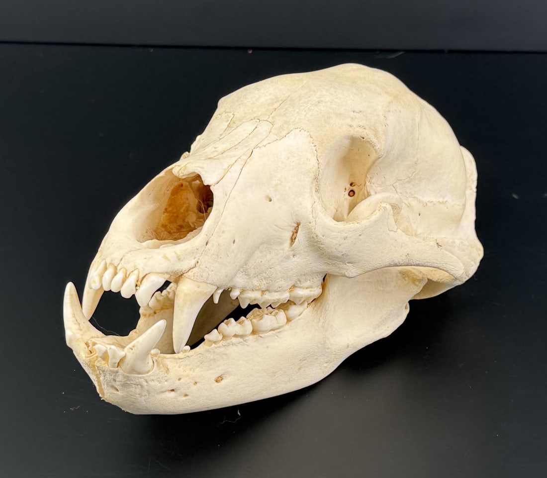 Taxidermy Montana Black Bear Skull (1 of 6)