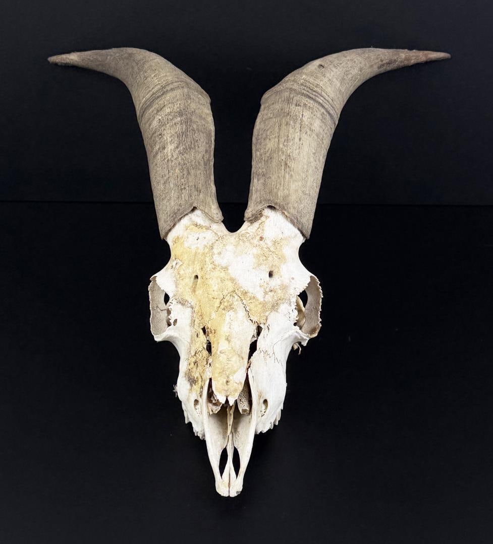 Taxidermy Domestic Goat Ram Skull (1 of 6)