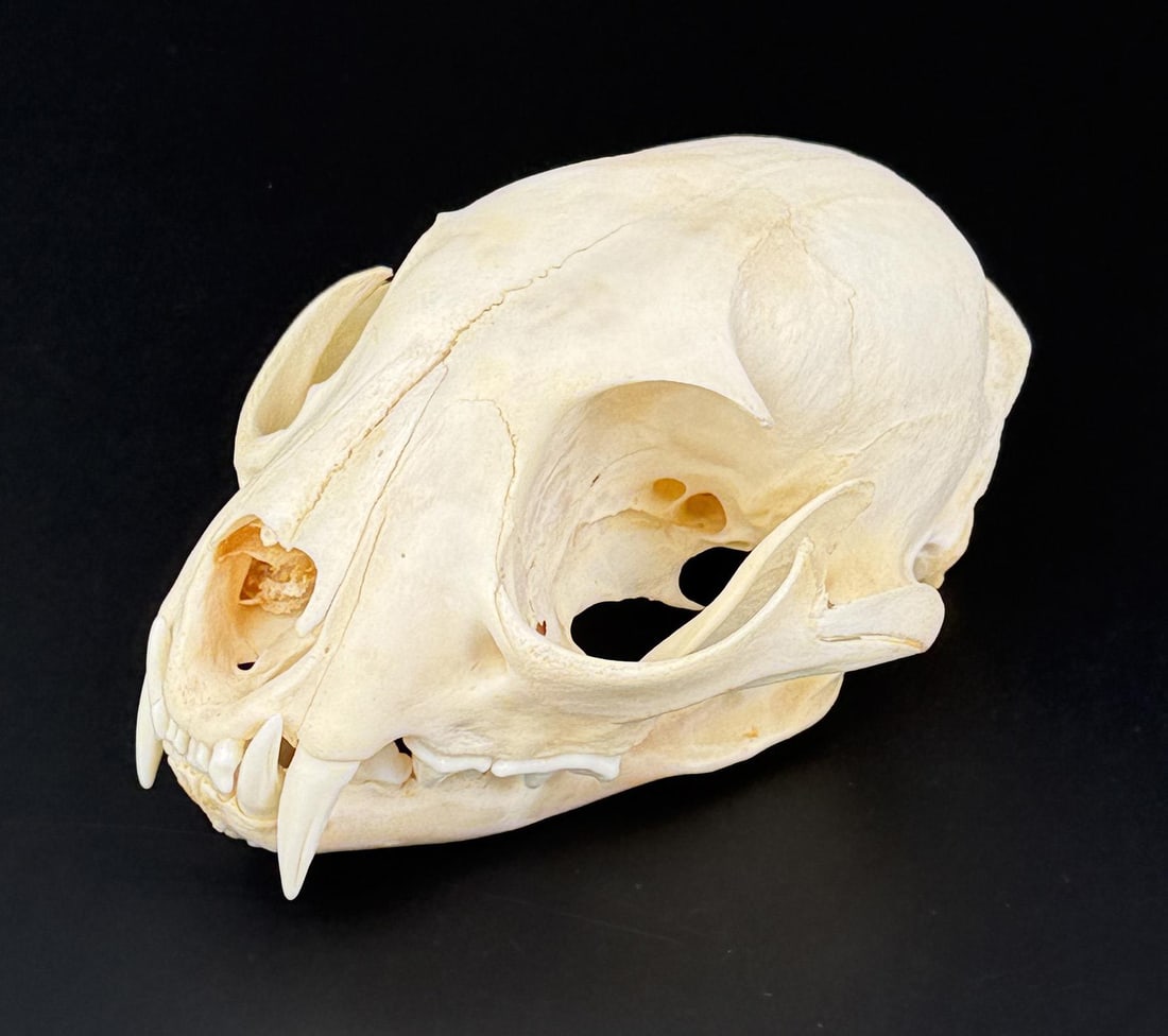 Montana Taxidermy Bobcat Skull (1 of 7)
