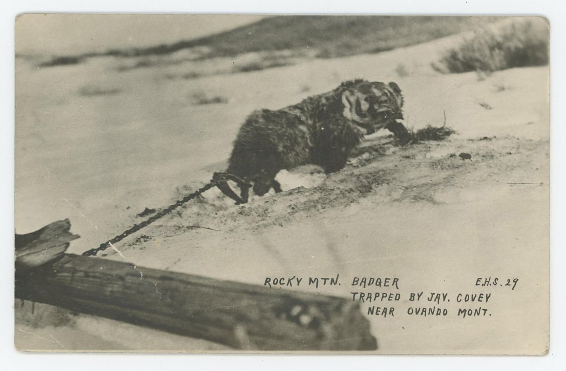 Ovando Montana Badger in Trap RPPC Postcard (1 of 3)