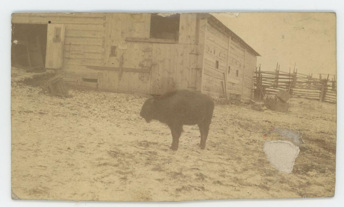 Montana Farm Raised Pet Buffalo Photo (1 of 3)