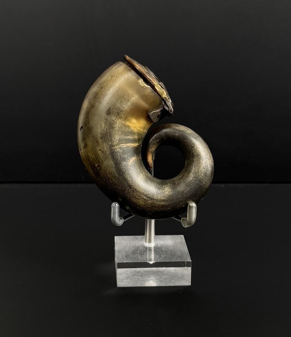 Scottish Ram Horn Snuff Mull: 3 1/2" by 2 3/8" by 1 1/2"